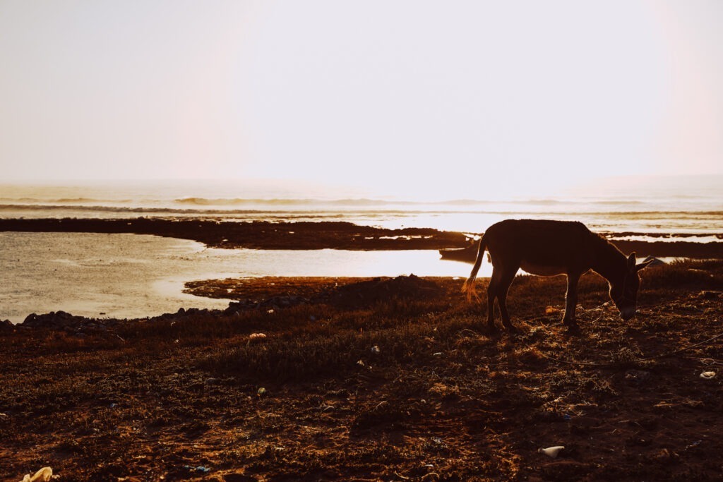 marocco