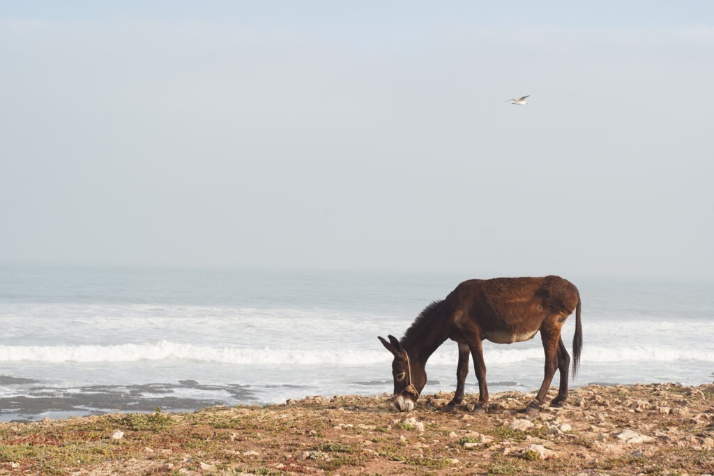 marocco
