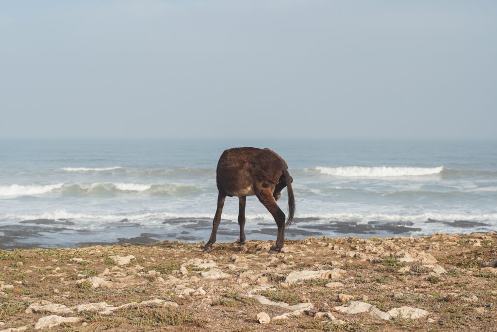 marocco